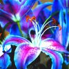 Royal Blue Lily Bulbs, (Not Seeds), Flower For Home And Garden, 6 Bulbs (6 Bulbs)