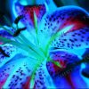 Royal Blue Lily Bulbs, (Not Seeds), Flower For Home And Garden, 6 Bulbs (6 Bulbs)
