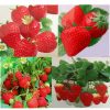 100pcs Hot Home Garden Bulbs Fruit Seed Climbing Yard Plants 2016 Strawberry Red