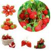 100pcs Hot Home Garden Bulbs Fruit Seed Climbing Yard Plants 2016 Strawberry Red